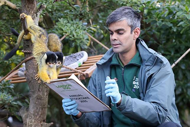 A keeper counts squirrel monkeys during the annual stocktake at London Zoo in London, Britain, Jan. 3, 2025. (Xinhua)