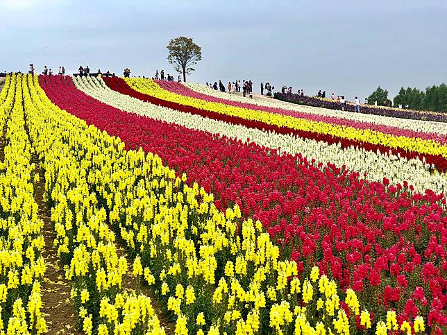 รีวิว เที่ยวญี่ปุ่นหน้าร้อน ที่ สวนดอกไม้ชิกิไซโนะโอกะ ขึ้นชื่อว่าเป็นสวนดอกไม้ ที่ไล่สีได้สวยงามที่สุด!