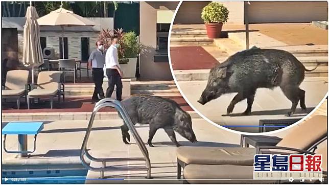 野豬在泳池旁邊徘徊。短片截圖