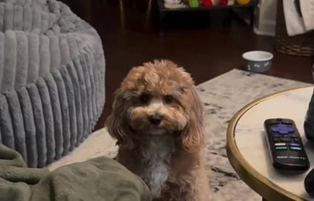 狗狗到阿公阿嬤家度假之後，被飼主帶回家超不爽。（翻攝自tiktok ＠cavapoo.named.cal）