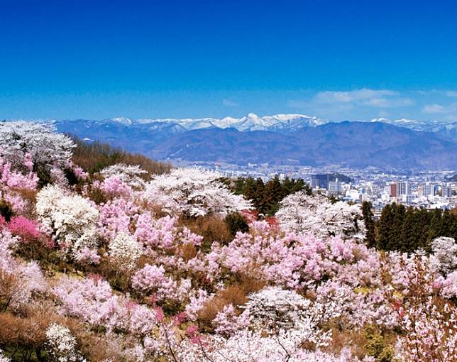 花見山