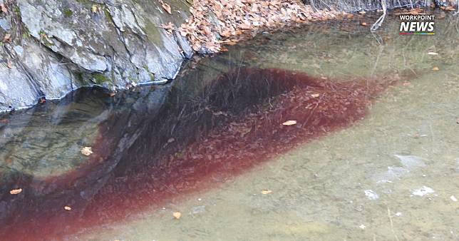 เกาหลีใต้ฆ่าหมูนับแสนเพื่อป้องกันโรคระบาด จนแม่น้ำเต็มไปด้วยเลือด