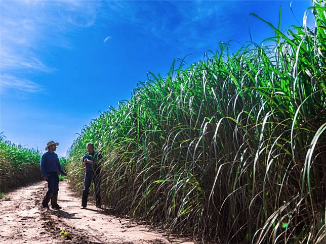 聯合利華與澳洲農業科技新創公司Nufarm合作開發新品種「能源甘蔗」。（圖片來源：Nufarm官網）