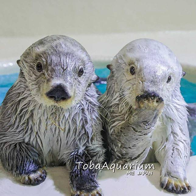 （圖／翻攝自鳥羽水族館IG）