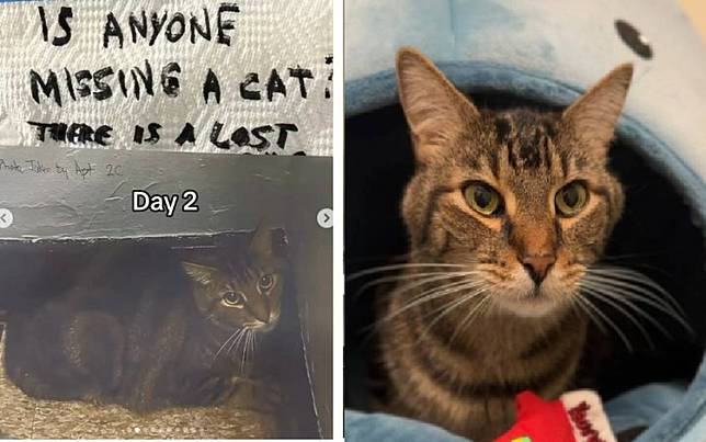 飼主過世虎斑貓被留在樓梯間流浪　全公寓暖心接力守護「每樓都有家」