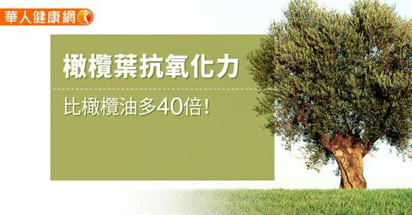 橄欖葉抗氧化力比橄欖油多40倍！ 