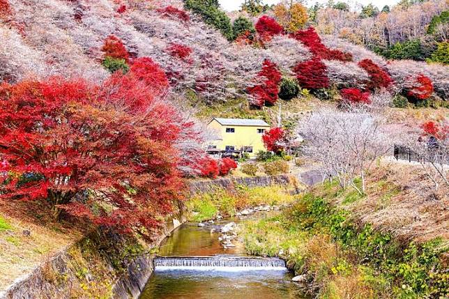 日韓賞楓／新熱點推薦！加碼超前佈署「釜山煙火節」