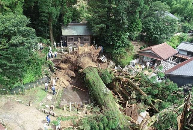 日本岐阜縣神明神社一棵超過千年的神木，受到暴雨的影響轟然倒塌。(圖擷自@mayumi_113推特)