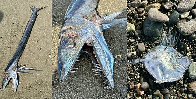 日本網友在靜岡海岸目擊兩隻外型獨特的深海魚被沖上岸，照片在社群平台X上斬獲超過260萬次觀看。（翻攝自X）