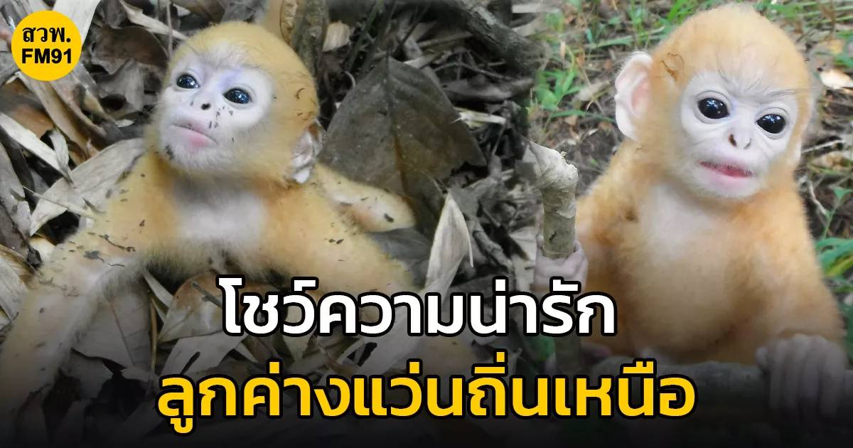 โชว์ความน่ารัก ลูกค่างแว่นถิ่นเหนือ พบอาศัยอยู่ในป่าดิบ มีนิสัยขี้อาย หวงถิ่นและจะไม่ยอมลงสู่พื้นหากไม่จำเป็น | สวพ.FM91 | LINE TODAY