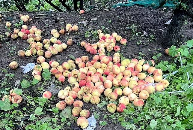 梨山地區正值水蜜桃產季，強風大雨造成受損率相當高，水蜜桃掉落滿地。（記者陳金龍翻攝）