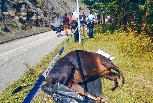 ■一度惹被虐殺黃牛屍體移至路邊。