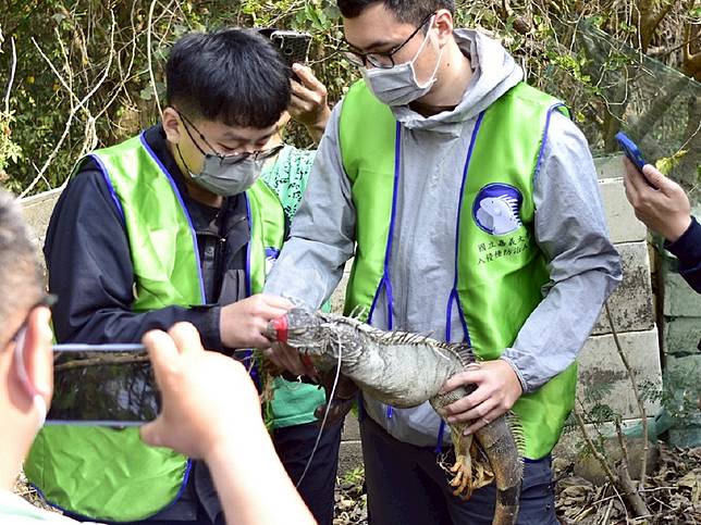 防治有害外來物種「綠鬣蜥」，嘉義大學與嘉義縣政府成立全臺首支合法綠鬣蜥移除大隊，提防治效率。（圖：嘉義大學提供）