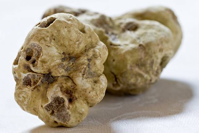 Highly prized white truffle only keeps fresh for around five days, according to experts.
