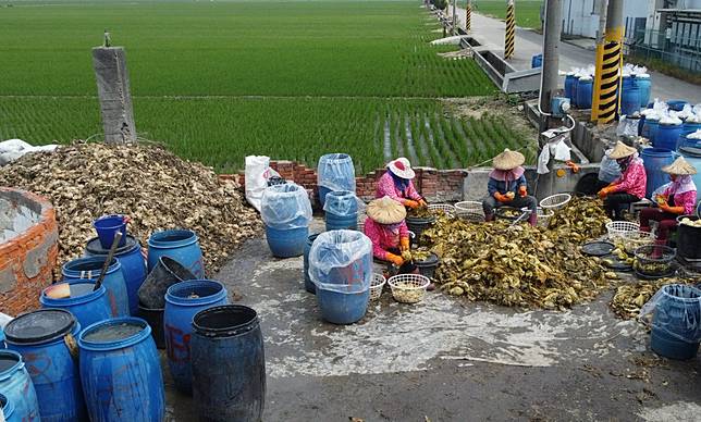由於酸菜專區空間不足，酸菜廢水在田間溝渠四溢，造成嚴重環境問題。（攝影／林吉洋）