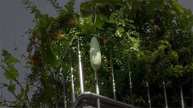 台中市西屯區傳出一起新鮮大蒲瓜天而降砸車的離奇事件。圖／台視新聞