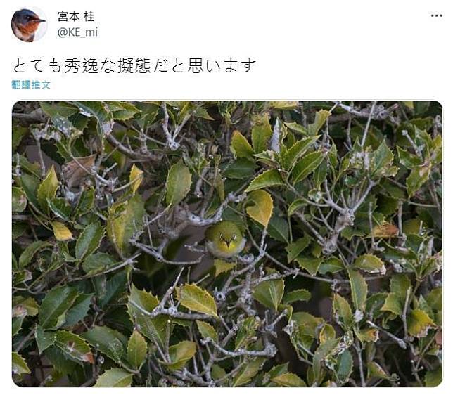 日本鳥類攝影師宮本桂的照片中茄時有兩隻綠繡眼。（翻攝自推特宮本 桂@KE_mi）