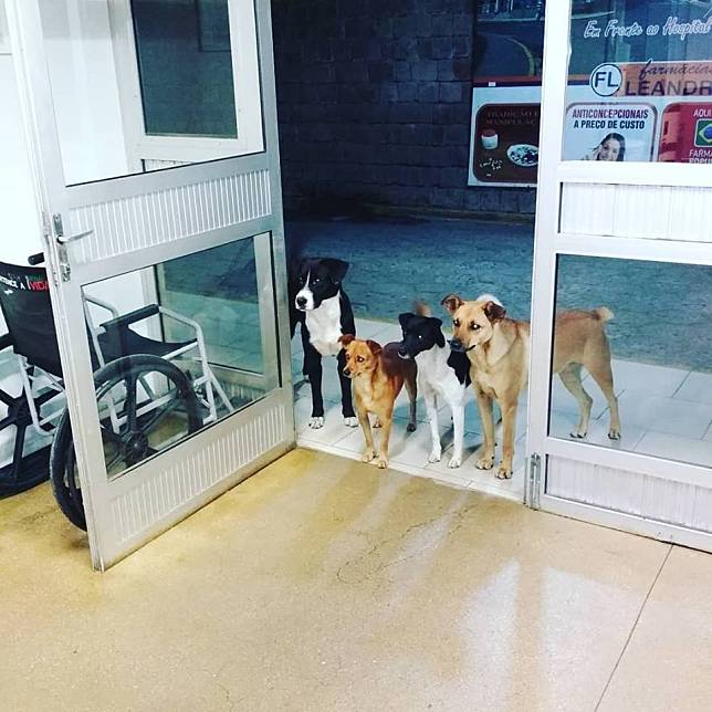 ▲ 4 隻狗狗站在們口，守候進醫院的主人。(圖 / 翻攝自Cris Mamprim 臉書)
