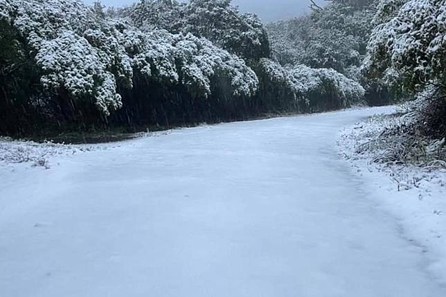 陽明山今天凌晨下起靄靄白雪，不少民眾特地上山追雪。（讀者趙素晶提供）