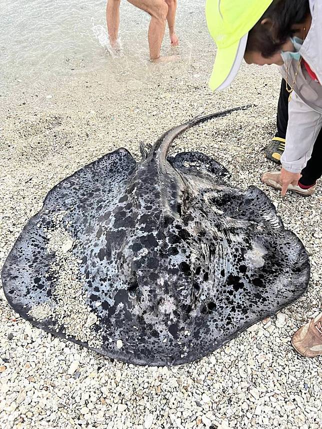 小琉球一公尺大魟魚慘死沙灘。(民眾提供)