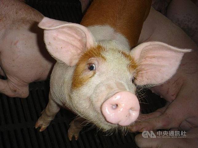 新加坡發生非洲豬瘟 自星國帶豬肉品入境台灣重罰20萬