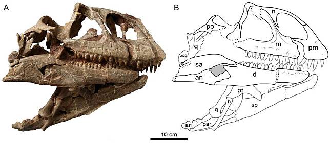 This image provided by the Institute of Vertebrate Paleontology and Paleoanthropology of the Chinese Academy of Sciences shows the view and the line drawing of the right side of the skull of Lishulong wangi. (Institute of Vertebrate Paleontology and Paleoanthropology of the Chinese Academy of Sciences/Handout via Xinhua)