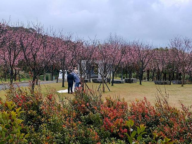 昭和櫻花也在這個時節盛開。（台北市公園處提供）