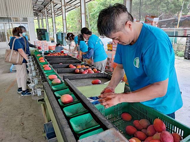 南化農會啟動芒果共同運銷，加以分級包裝，推優質小果協助行銷。（記者盧萍珊攝）
