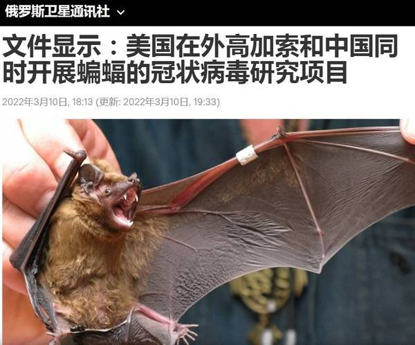 俄媒稱，中國共同參與美國對蝙蝠的冠狀病毒研究，中國央媒意外轉發，發現被捅刀後急撤。(圖擷取自俄羅斯衛星通訊社)