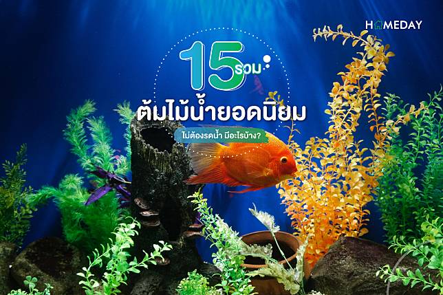 รวม 15 ต้นไม้น้ำยอดนิยม ปลูกง่าย ไม่ต้องรดน้ำ มีอะไรบ้าง cover