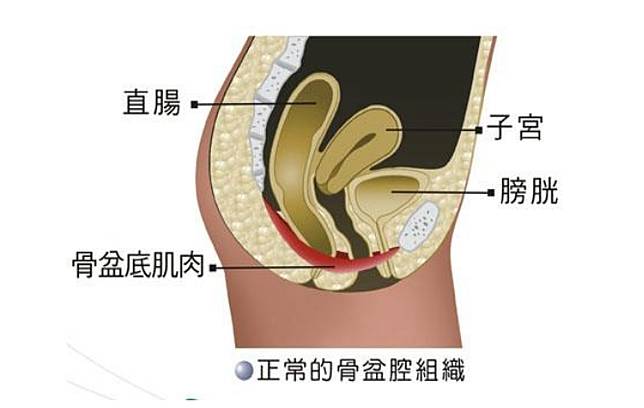 骨盆底肌