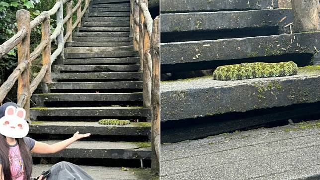 中國有女子爬上遇見罕見毒蛇「莽山烙鐵頭蛇」，靠近拍照被批無知。翻攝微博