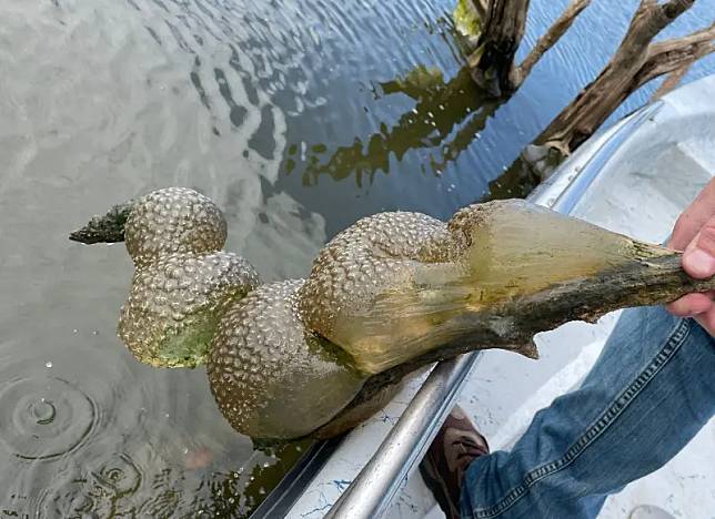 ▲近期奧克拉荷馬州的水庫湖泊中，出現像極了「外星蛋莢」的不明物體，讓當地居民聞風喪膽。（圖／取自ODWC臉書）