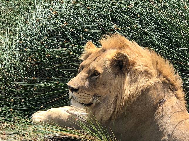 獅子是非洲五霸之一，雄赳赳氣昂昂的鬃毛看上去非常有氣勢。   圖：IG @zhenzhen7812／提供