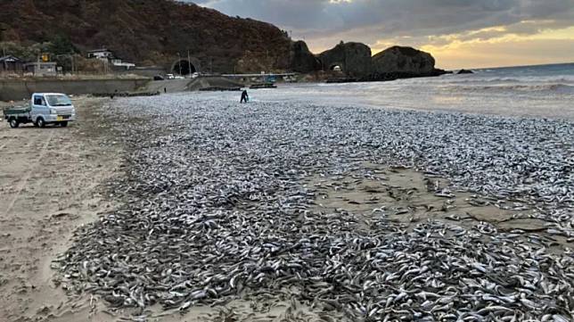 日本北部沿海一周內出現兩次大量死魚群，臭味讓人難以呼吸。 圖 : 擷取自推特。