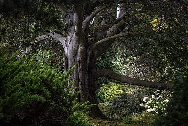 波蘭的「花園之心」是紫葉歐洲山毛櫸，見證200年來動盪的歷史。圖片來源：Bożka Piotrowska vel Zielona Bombonierka/European Tree of the Year