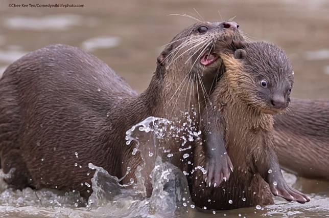 Photo：Comedy Wildlife Photography Awards