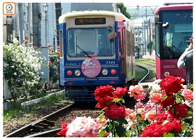 都電荒川線兩旁栽種了140種共多達13,000棵玫瑰花。