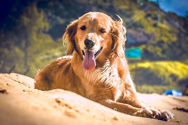 農委會將在107年8月1日持續公告禁止犬、貓及其他哺乳類動物進入國家森林遊樂區、平地森林園區及拉拉山自然保護區，違者可處5萬元以上100萬元以下罰鍰。 圖：寵毛網petsmao資訊平台提供  
