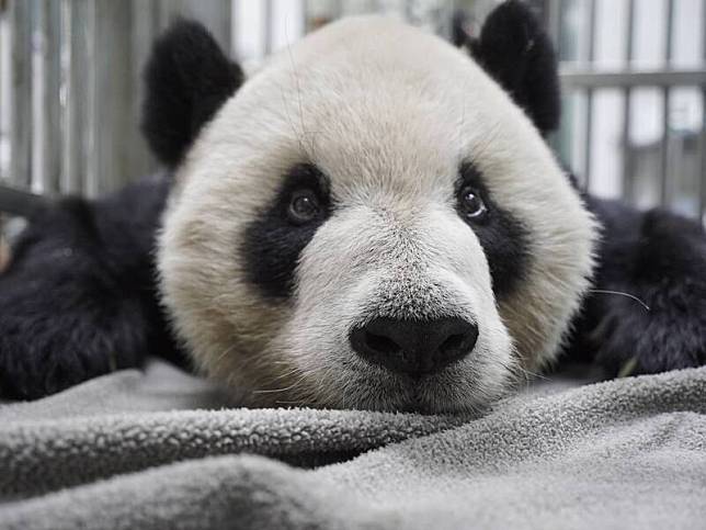 台北市立動物園大貓熊「團團」上月出現癲癇症狀、口吐白沫，院方檢查是腦部出現局部液化壞死病變。(資料照，台北市立動物園提供)