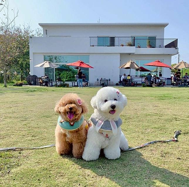 照片來源: IG @fiffy_belle_