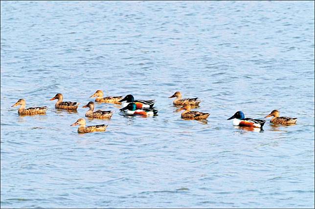 新竹市金城湖最近候鳥棲息，有成群的琵嘴鴨報到，彩色為雄鳥，褐色為雌鳥。(新竹市府提供)