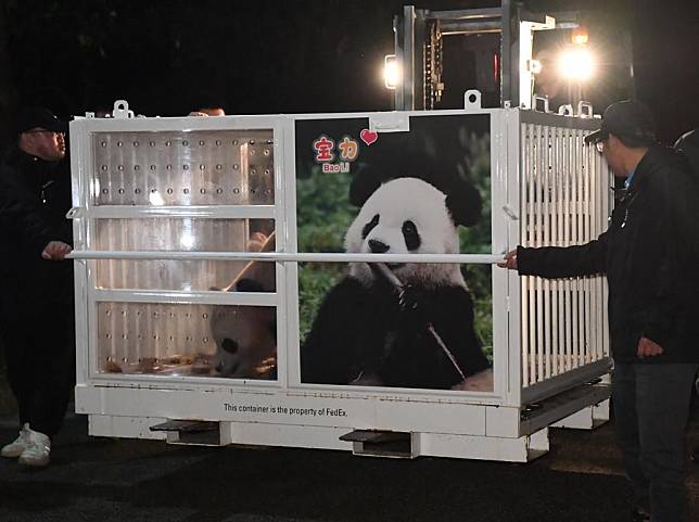 Staff members transfer giant panda Bao Li (male) for Chengdu Shuangliu International Airport in Chengdu, southwest China's Sichuan Province, Oct. 14, 2024. (China Conservation and Research Center for the Giant Panda (CCRCGP)/Handout via Xinhua)