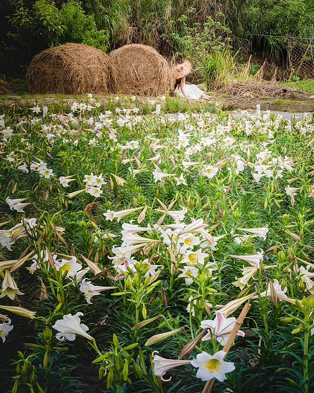 圖片提供/蘆竹區公所農經課・IG網紅惠子拍攝