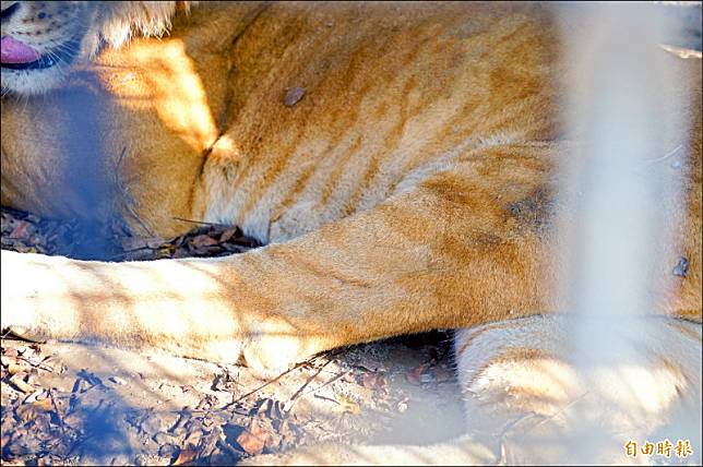 國立屏東科技大學保育類野生動物收容中心的獅虎阿彪，左後肢因基因缺陷無法彎曲。(記者陳彥廷攝)