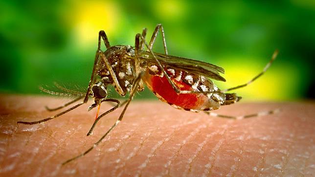 蚊子吸血會傳染愛滋病嗎（圖翻攝自網路）