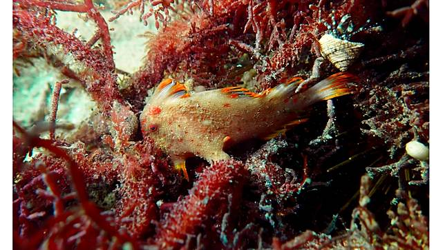 全球野生紅手魚僅約250尾。© Francisco Albergoli / Beaker Street Science Photography Prize