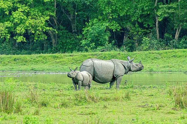 India is home to more rhinos than anywhere else in the world. Find the best places to see them and India’s other iconic animals. Photo: Shutterstock
