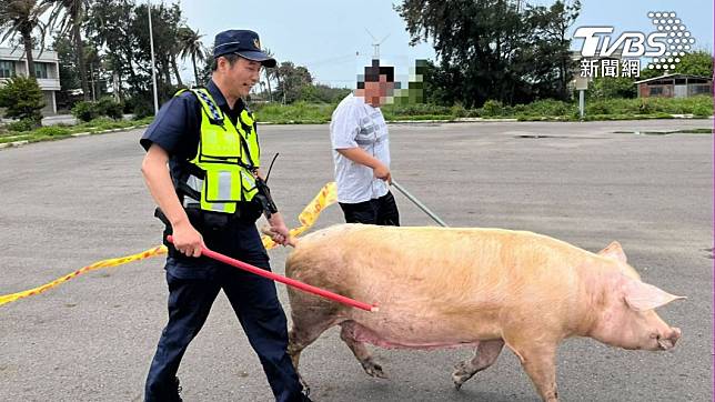 員警協助驅趕母豬。（圖／TVBS）