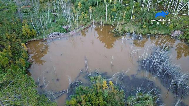 這座水壩是公海狸為了求偶，用樹枝、石頭築起來的，可見得「有房」真的是追求異性的重要條件。（動物星球頻道提供）